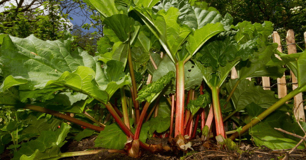 Precautions of Siberian Rhubarb